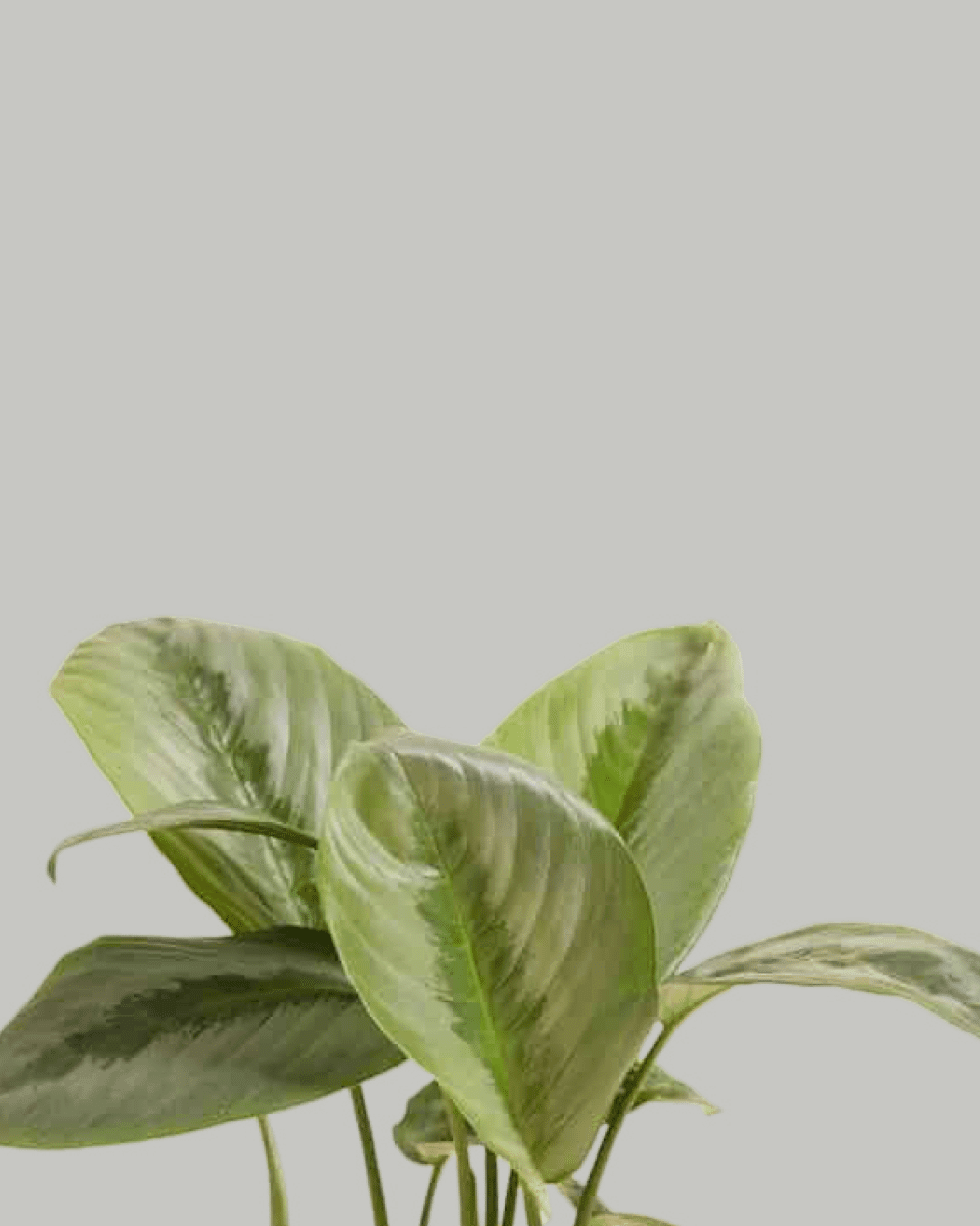 Schismatoglottis sp Borneo Silver Default Title 1