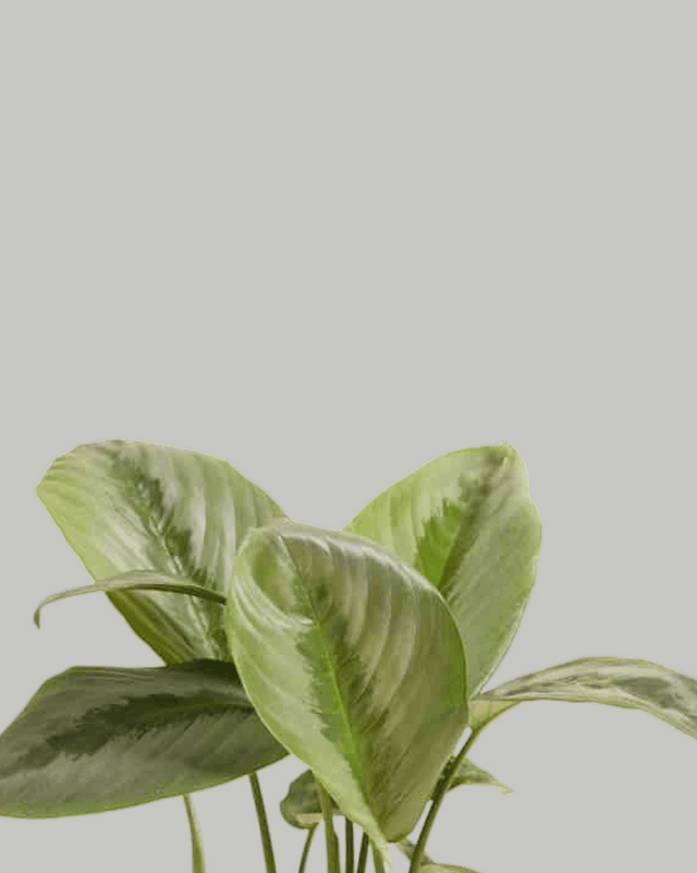 Schismatoglottis sp Borneo Silver Default Title 1