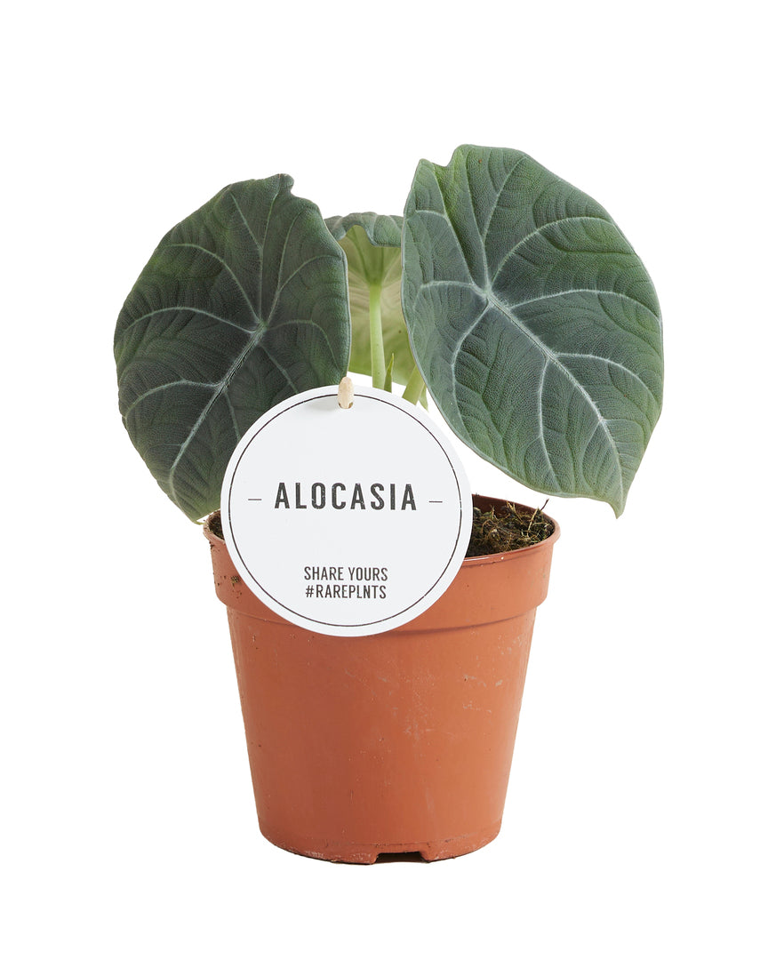 philodendron maharani Alocasia Maharani M