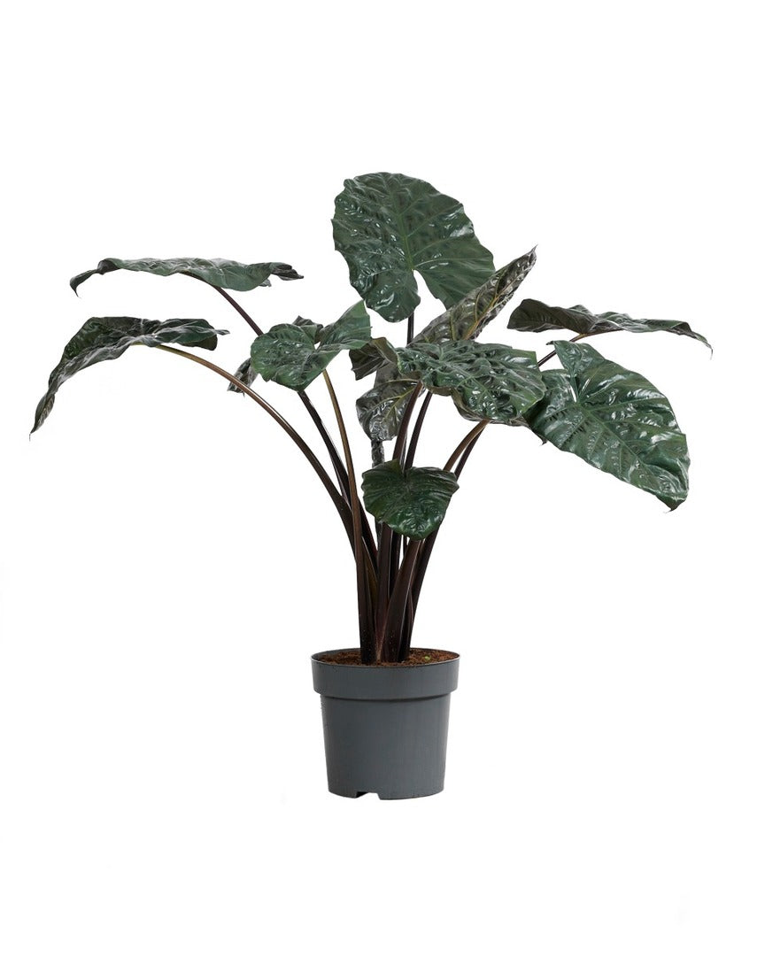 Alocasia Yucatan Princess XL by Plant Circle