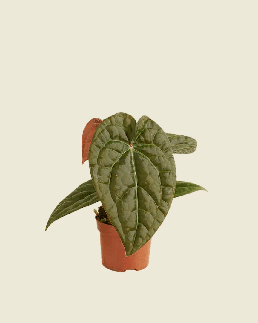 Anthurium Crystallinum x Luxurians 2