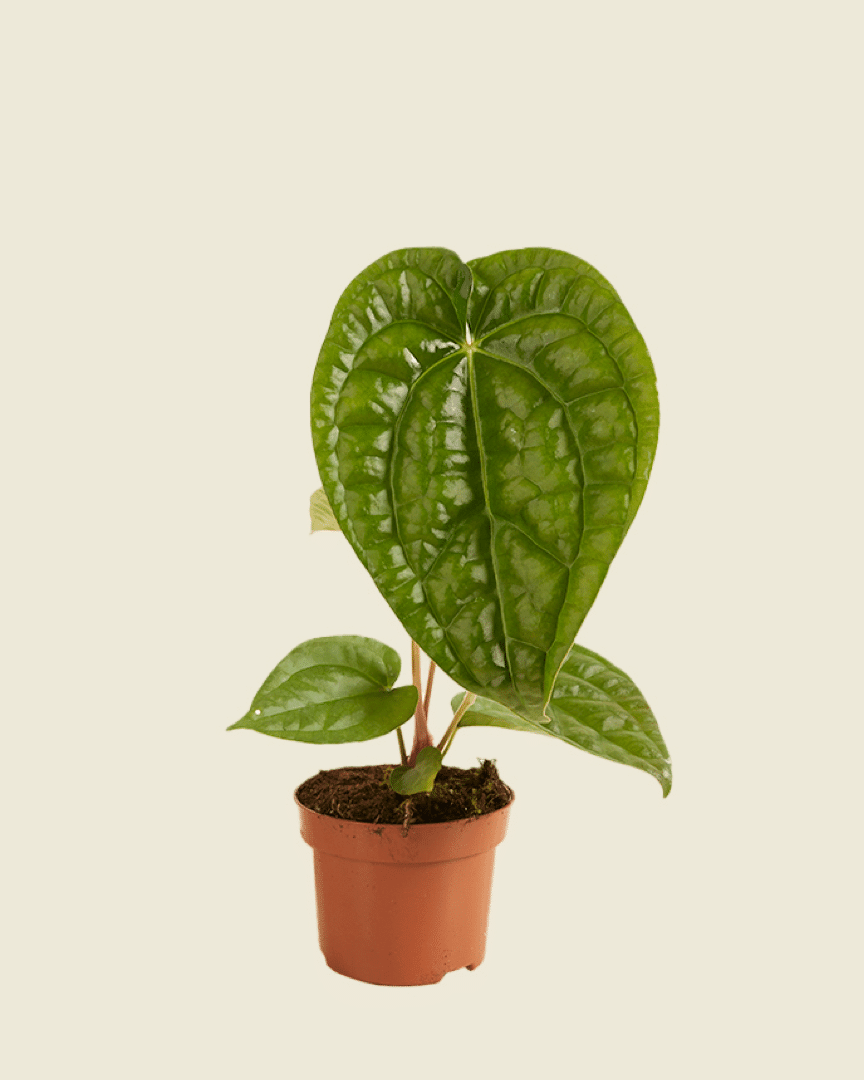 Anthurium Magnificum x Luxurians – Small, Approx. 25.0cm height – 10.5cm Pot 2
