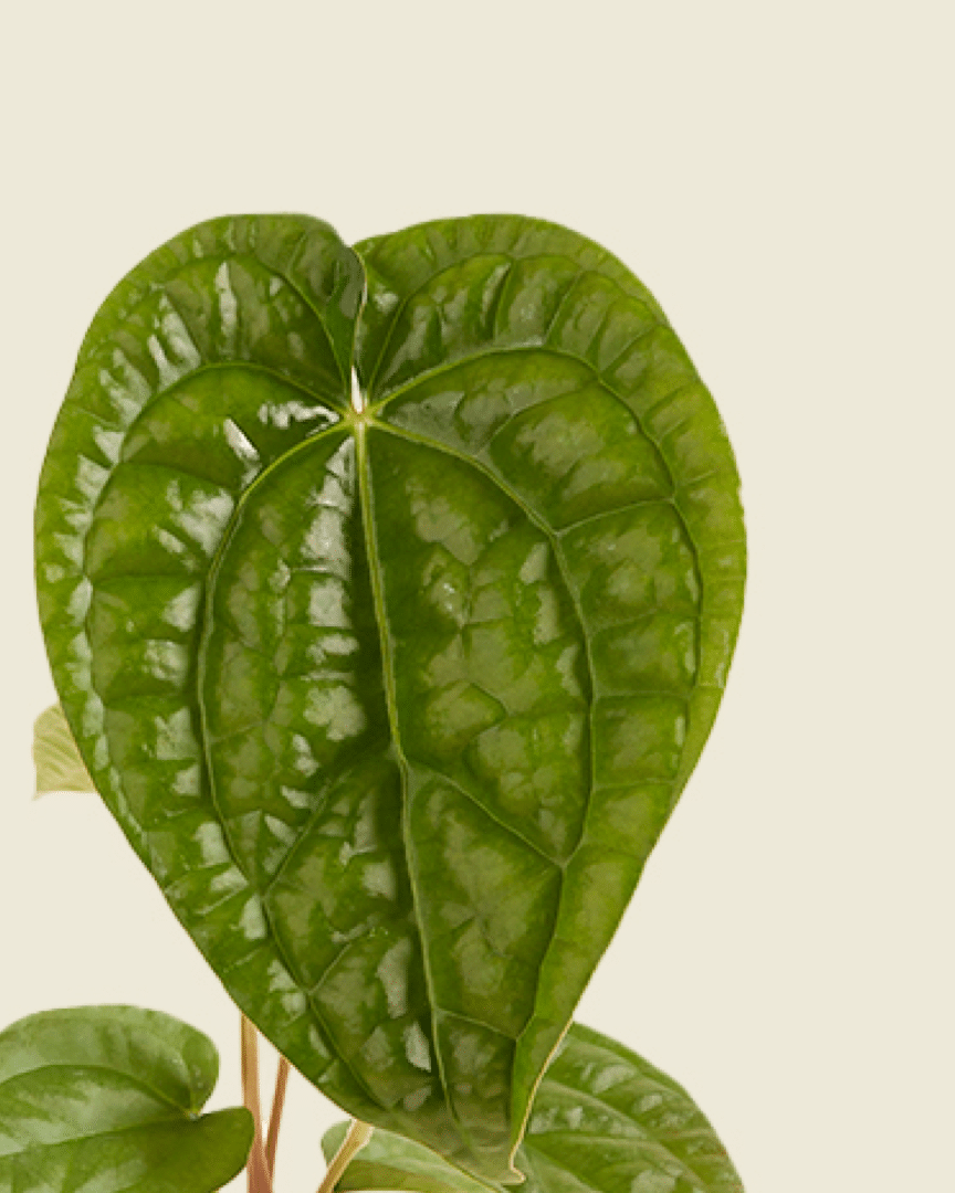 Anthurium Magnificum x Luxurians – Small, Approx. 25.0cm height – 10.5cm Pot Default Title 1