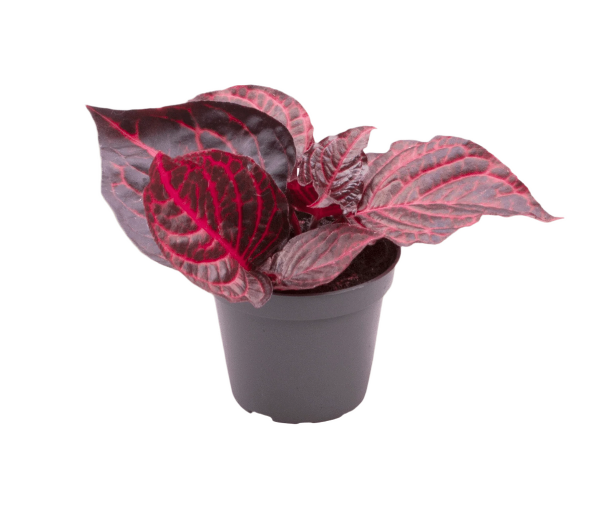 Iresine Diffusa f. Herbstii 'Rich Redstar' aka 'Bloodleaf' 