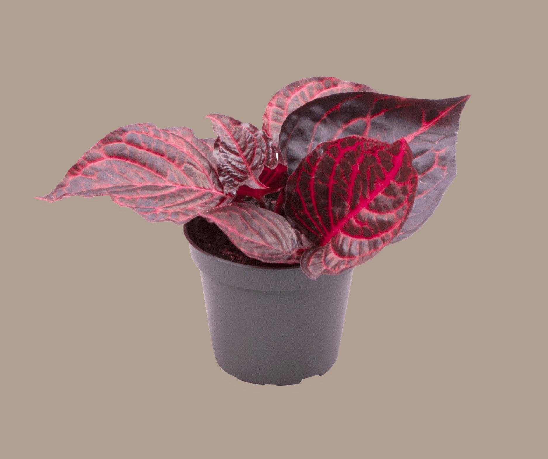 Iresine Diffusa f. Herbstii 'Rich Redstar' aka 'Bloodleaf' Baby