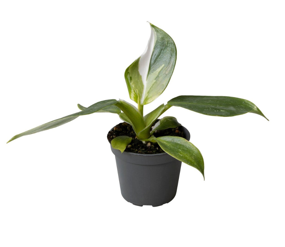 Philodendron 'White Wizard' Baby