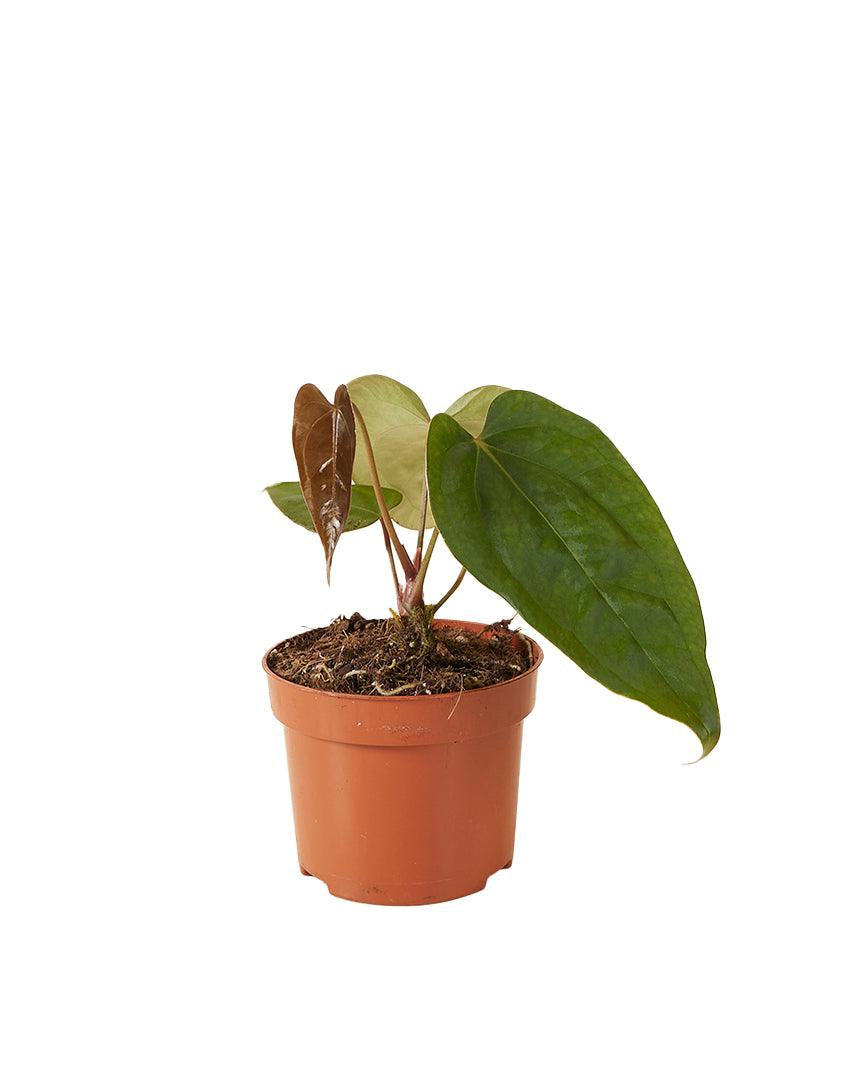 Anthurium forgetii x nigrolaminum 'Gigi' 2