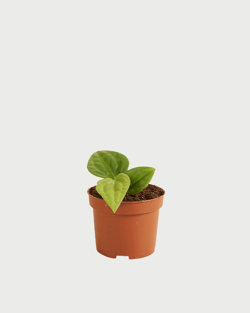 Anthurium Villenaorum x Luxurians – Small, Approx. 25.0cm height – 10.0cm Pot 2