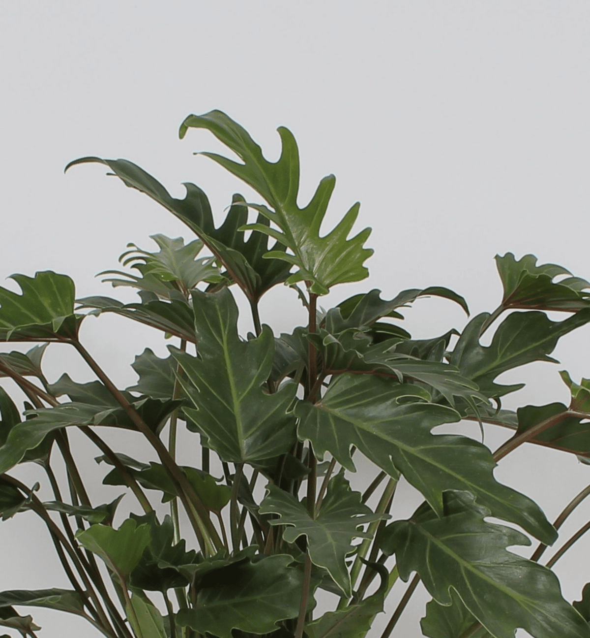 metallic leaves on philodendron xanadu Thaumatophyllum (Philodendron) 'Xanadu' XL