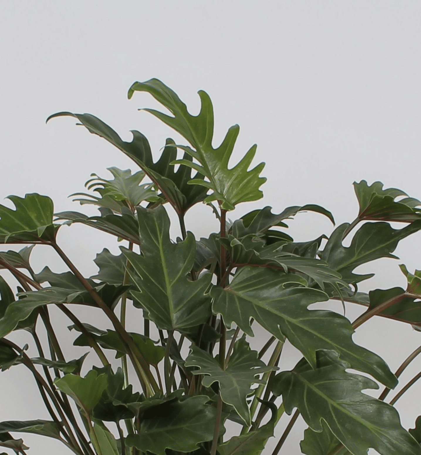 philodendron xanadu png Thaumatophyllum (Philodendron) 'Xanadu' XL