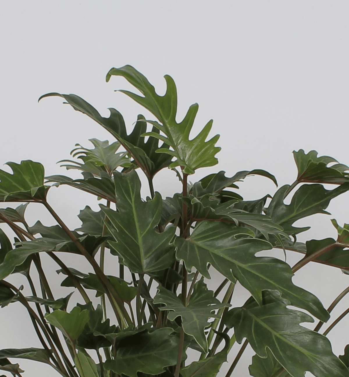Thaumatophyllum Xanadu XL large houseplant in its nursery pot with wide, spreading foliage