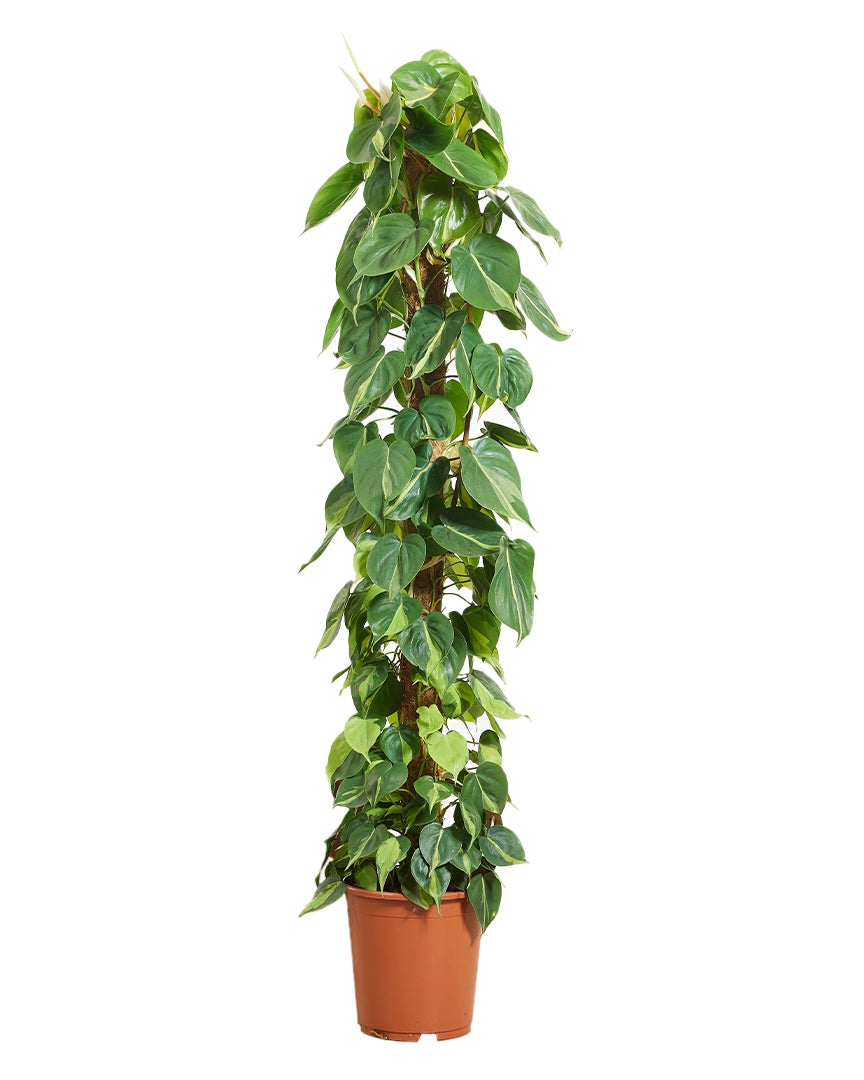 Philodendron hederaceum var. oxycardium 'Brasil' XL Moss Pole Tower