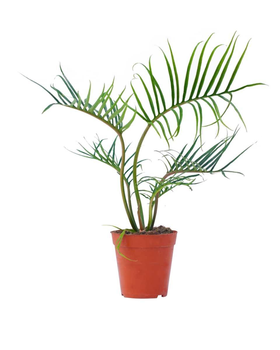 Healthy Philodendron Tortum M. A perfect philodendron tortum m for your indoor houseplant collection.