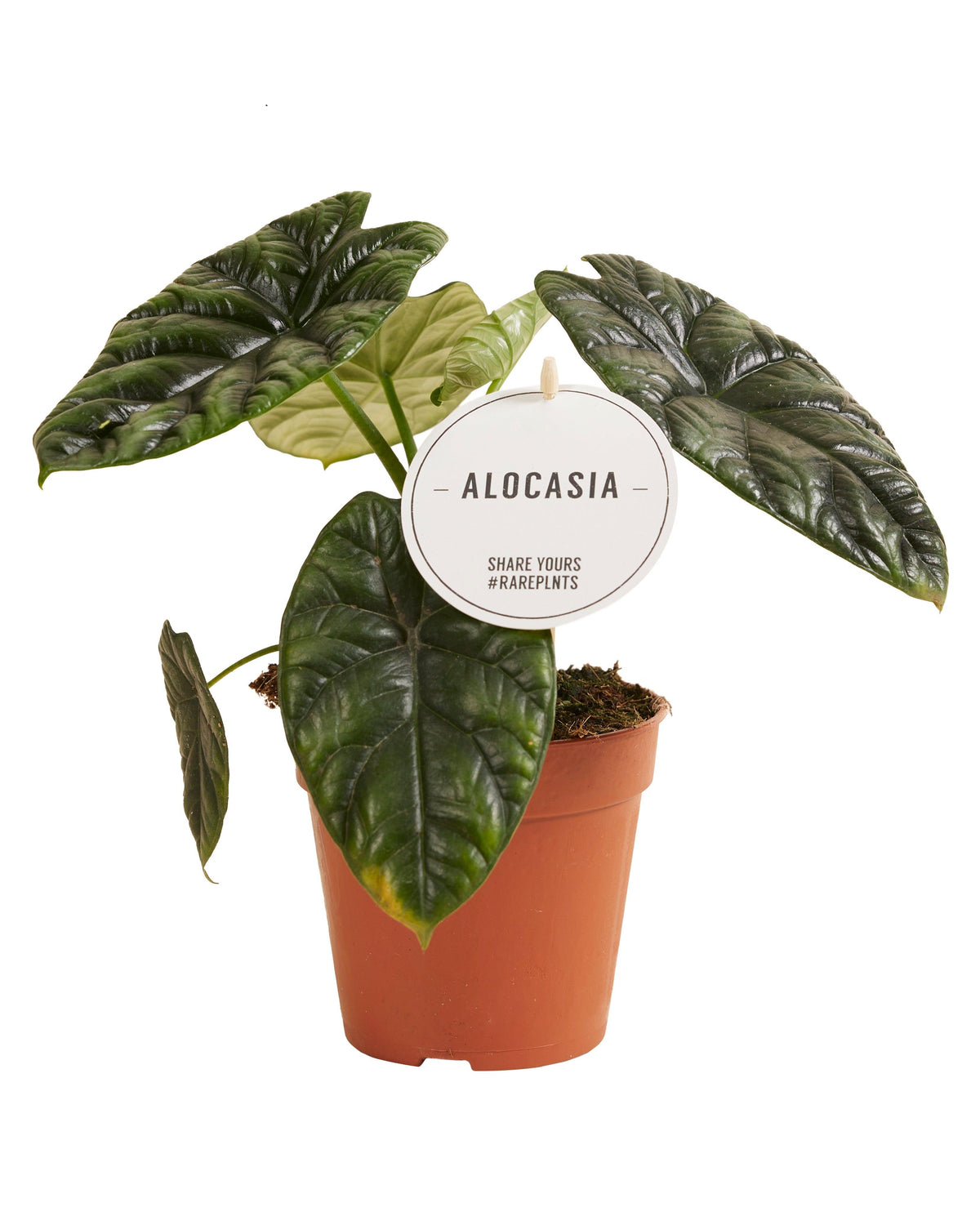 Alocasia	Sinuata – Medium, Approx. 25.0cm height – 12.0cm Pot 4