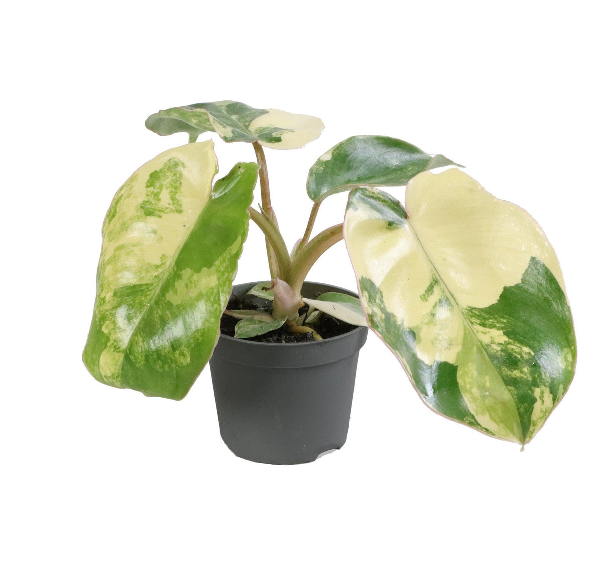 Philodendron 'Burle Marx' albo variegata baby by Plant Circle -  Plant Circle.