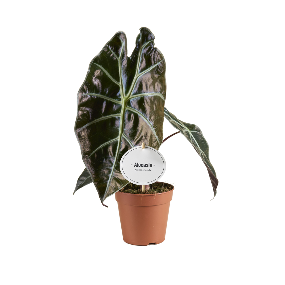 Alocasia Suhirmaniana Red Petiole Medium