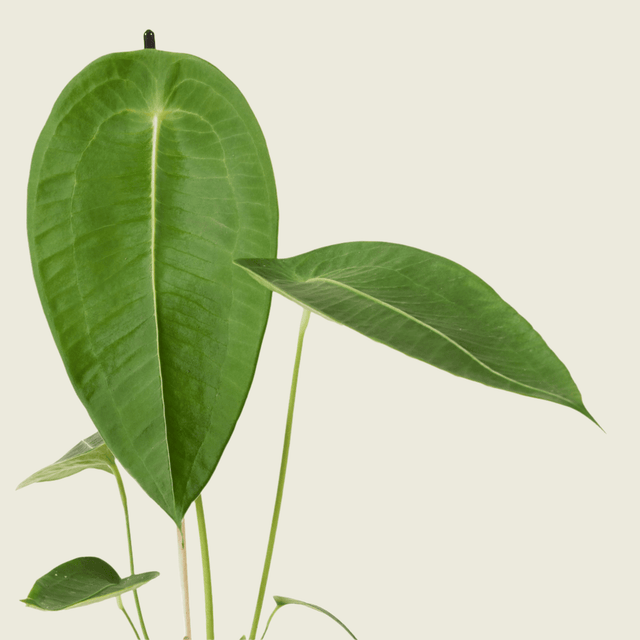 Anthurium Peltigerum by Plant Circle -  Plant Circle.