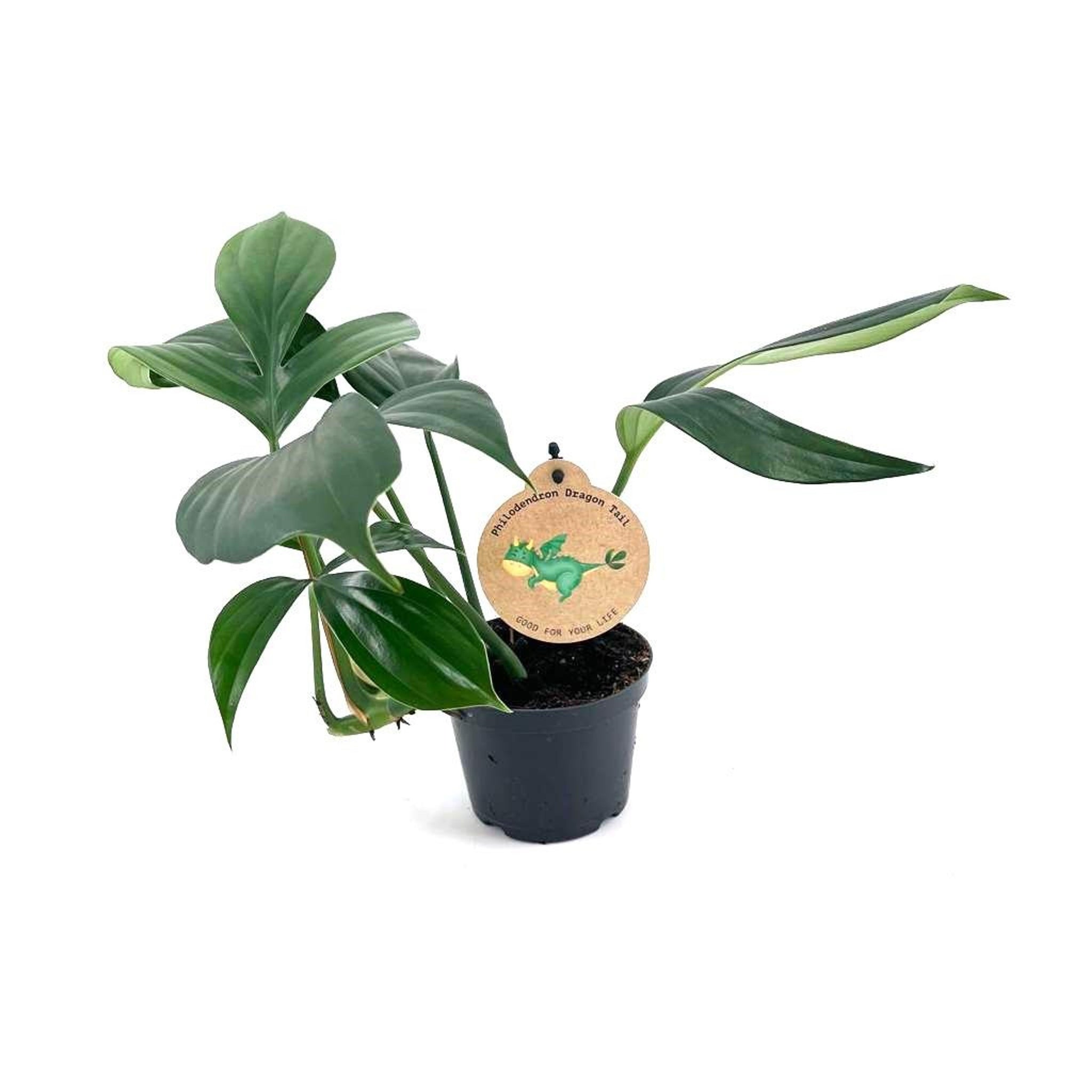 Philodendron Drachenschwanz