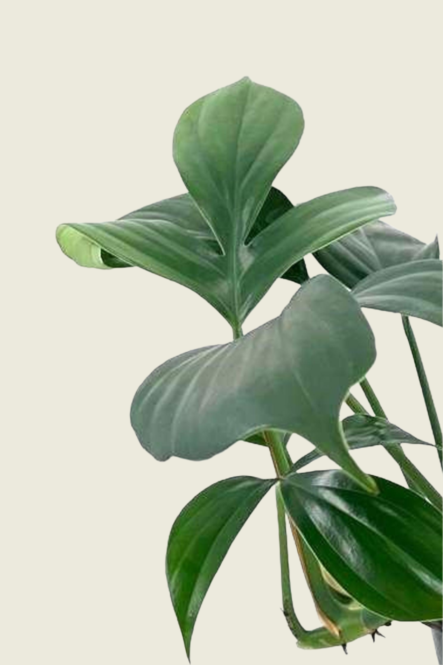 Philodendron Drachenschwanz