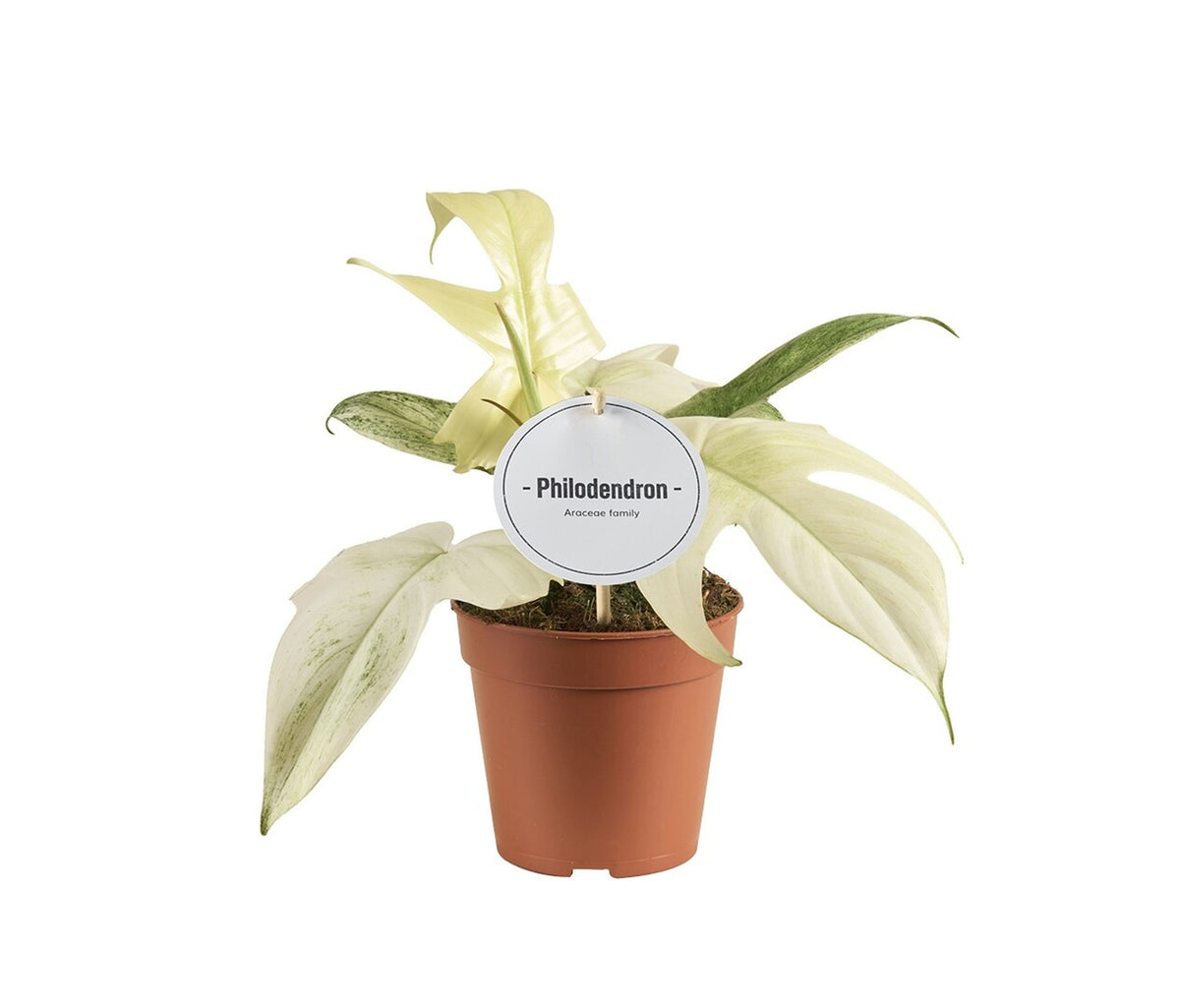 Philodendron Florida Ghost Medium