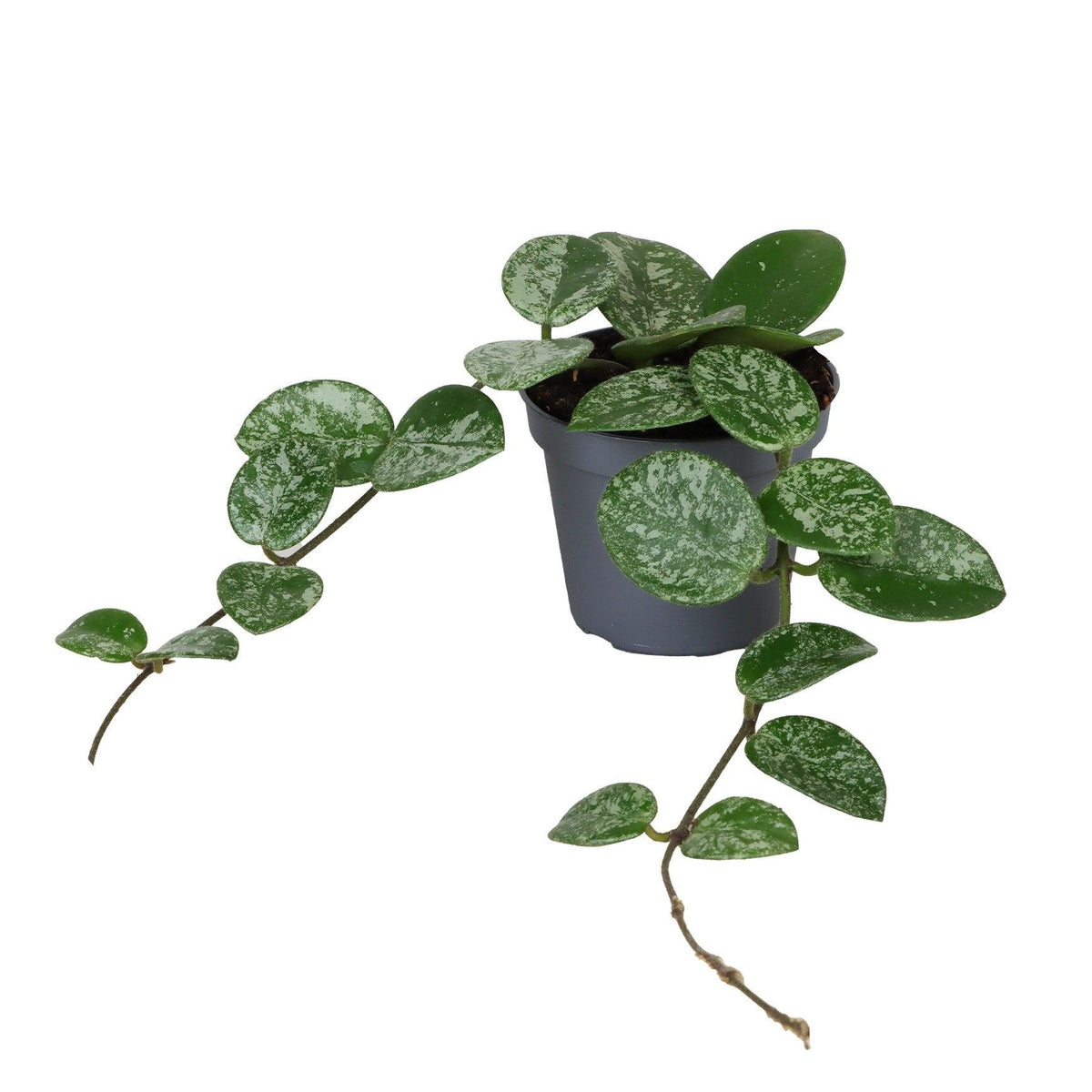 Healthy Hoya Mathilde Baby by Plant Circle. A perfect hoya mathilde baby by plant circle for your indoor houseplant collection.