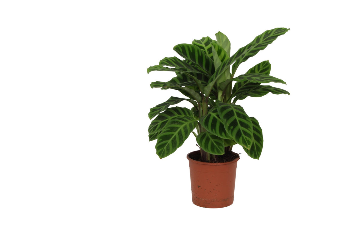 Goeppertia (Calathea) zebrina