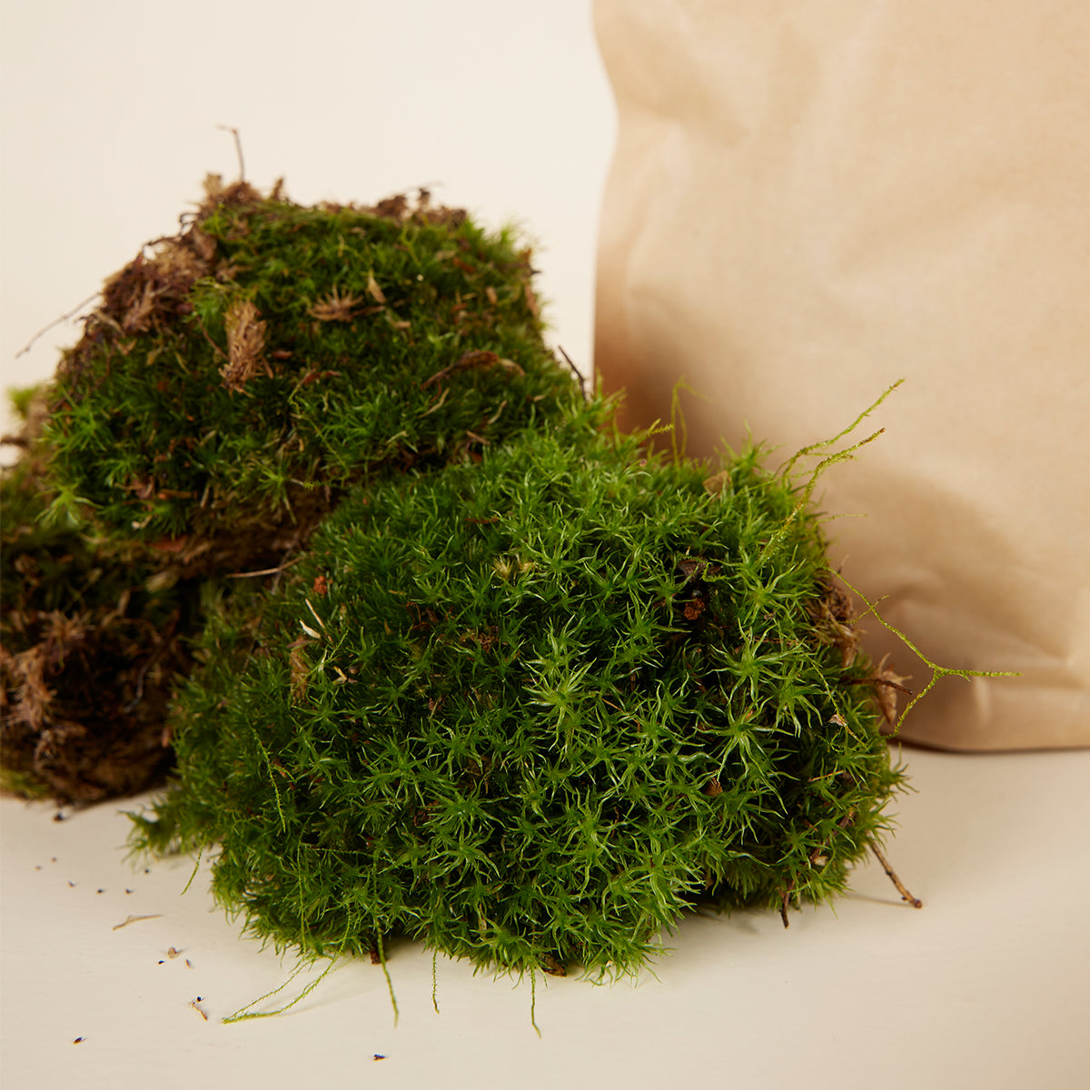 Living Cushion Moss (3 Pieces) – Soft, Lush and Vibrant Greenery -  Plant Circle.