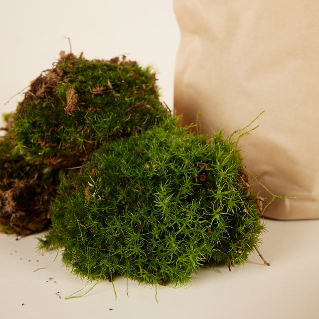 Living Cushion Moss (3 Pieces) – Soft, Lush and Vibrant Greenery -  Plant Circle.
