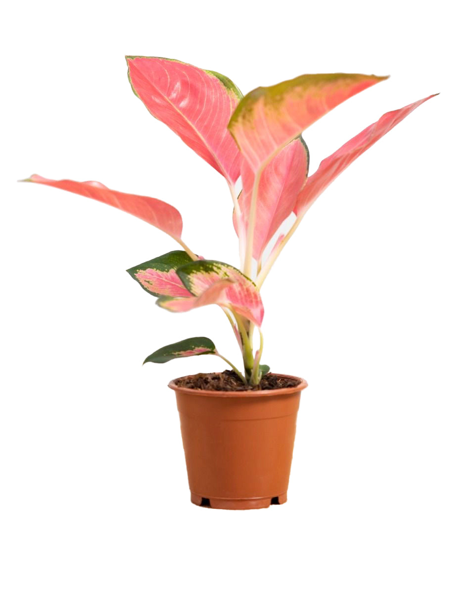 Aglaonema Pink Allusion with colourful foliage, showcasing vibrant pink and green leaves for modern interior decor.