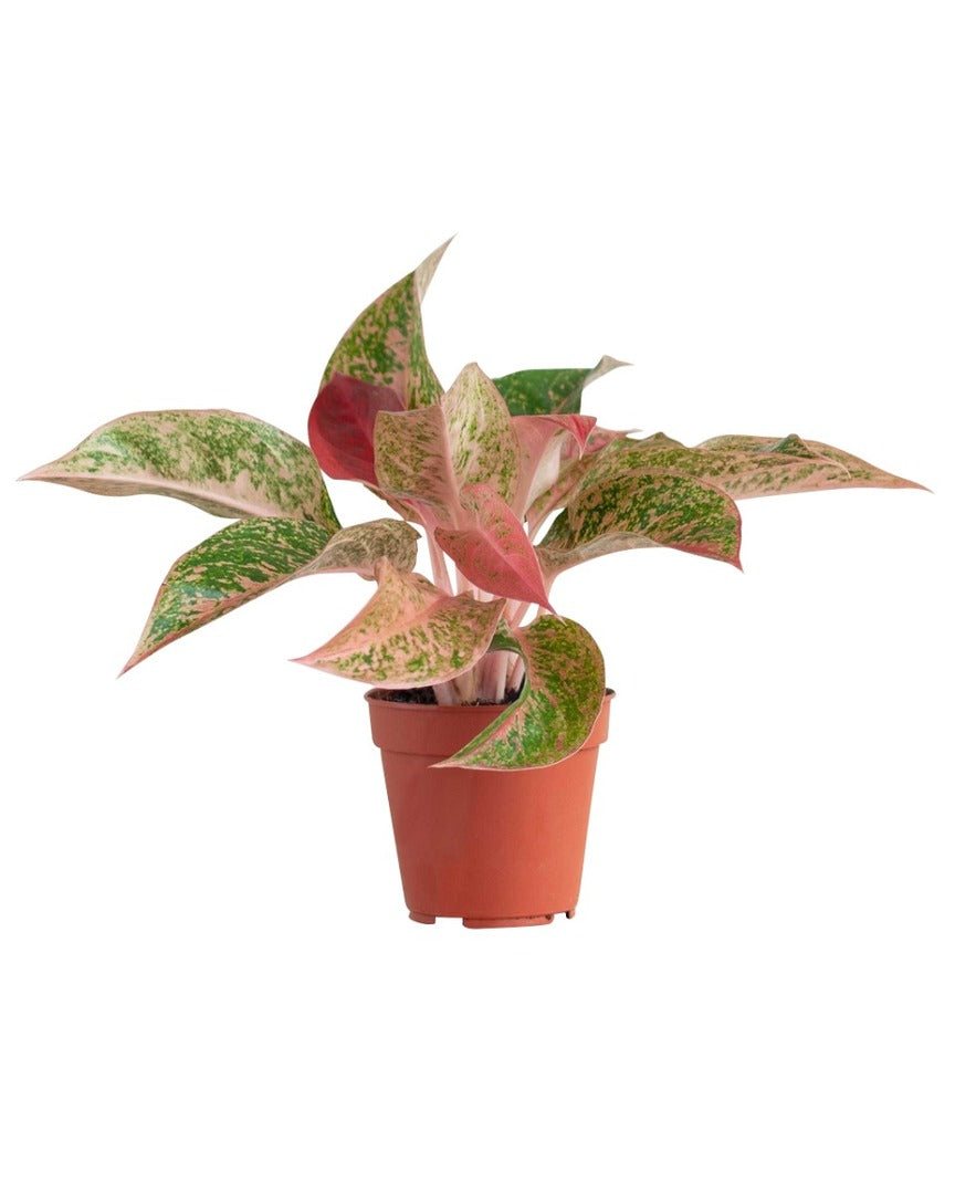 Potted Aglaonema 'Pink Panther' aka 'Prosperity with green and pink leaves on a white background