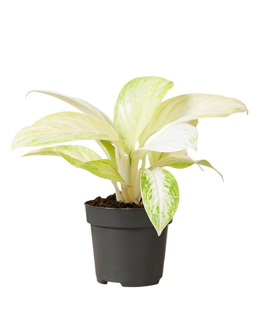 Aglaonema Arctic Lime – Medium, Approx. 18.0cm height – 12.0cm Pot 2