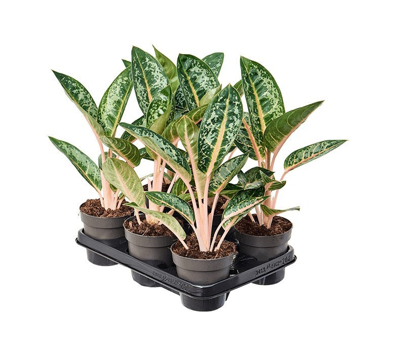 aglaonema orange flame