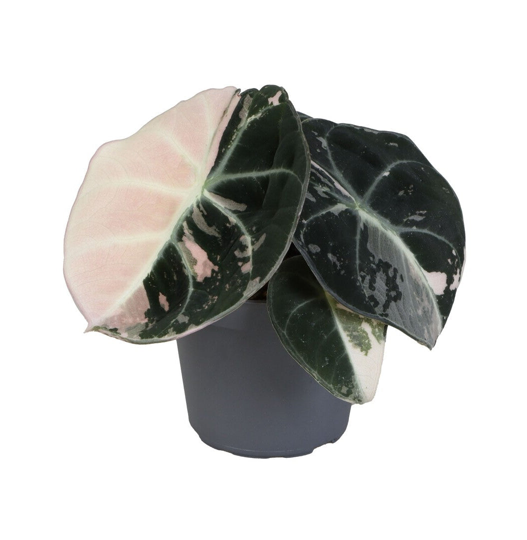 Baby Alocasia Black Velvet Pink Albo Variegated in a small nursery pot on a white background