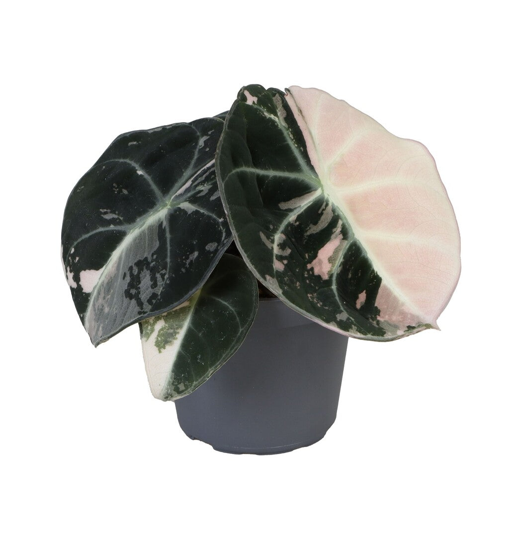 Pink black velvet albo plant with green and pink leaves on a white background
