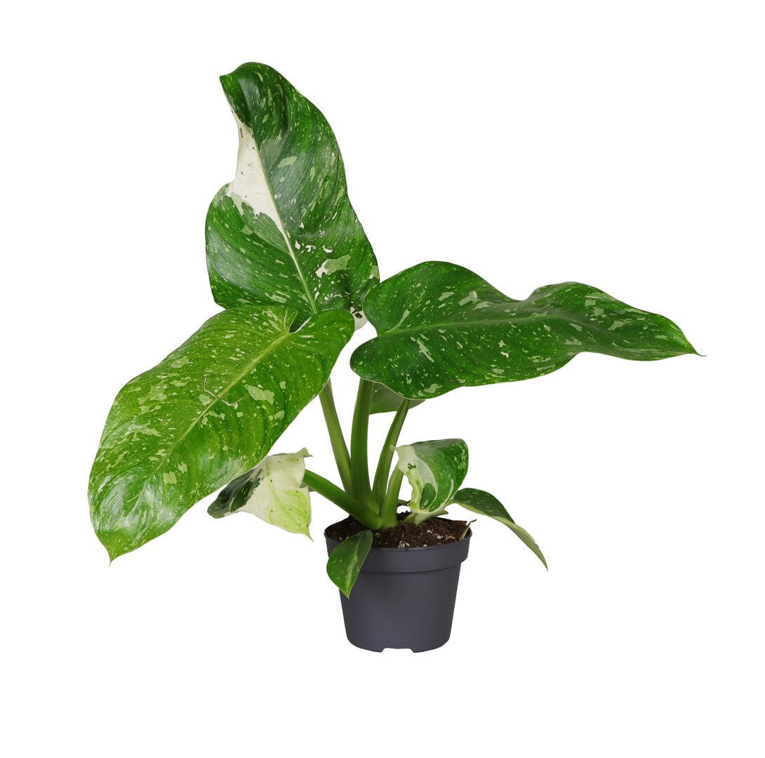 Philodendron Caramel aka 'Caramel Pluto' by Plant Circle – Medium