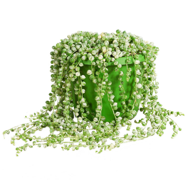 Variegated Senecio Rowleyanus succulent, also known as String Of Pearls, displayed in a decorative planter.