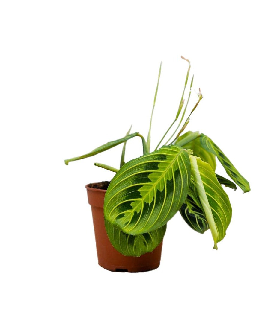 Maranta leuconeura 'Lemon Lime' Medium
