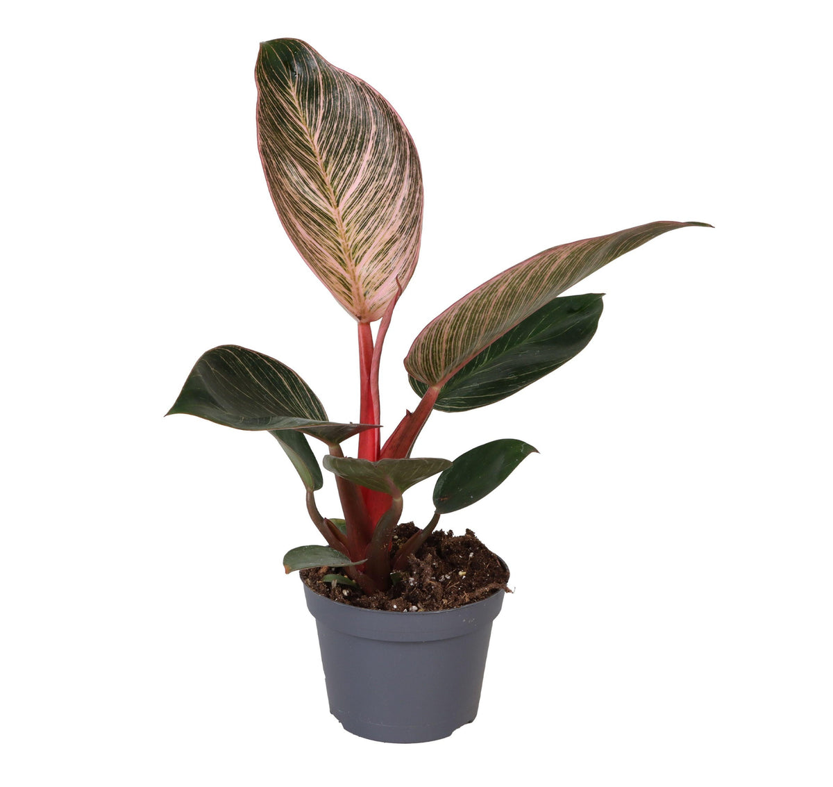 philodendron bikini Philodendron 'Birkin Pink' aka 'Pink Bikini'