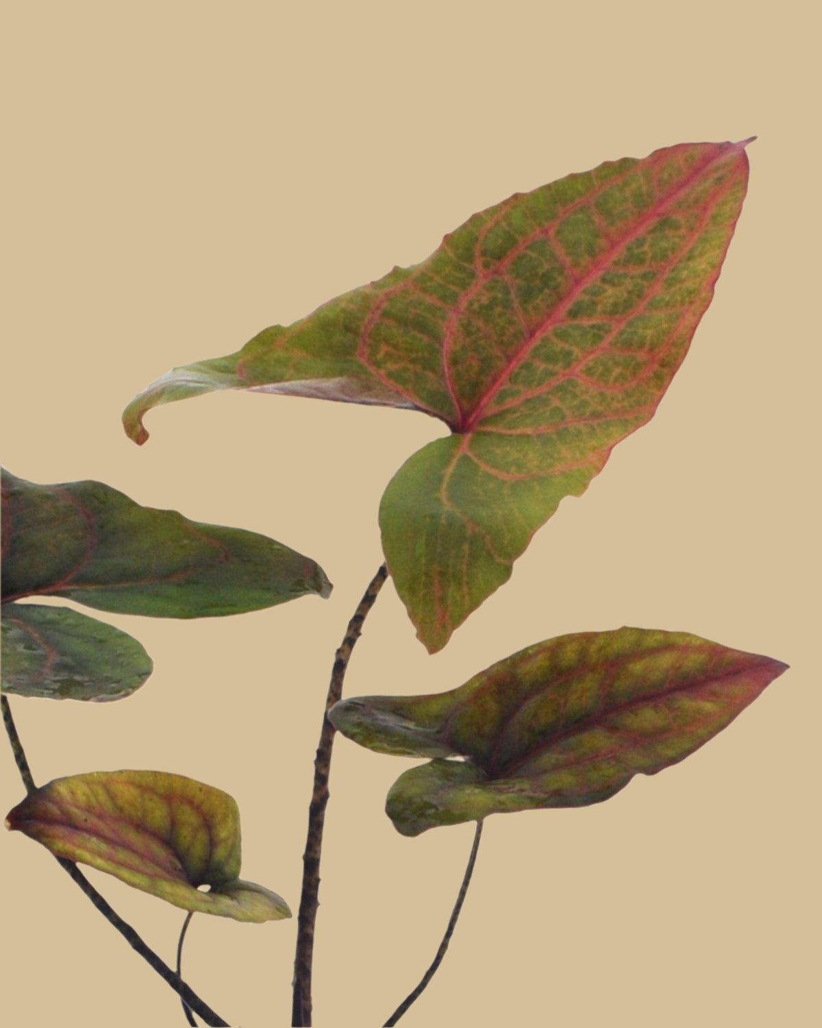 Alocasia Cyrtosperma Jhonstonii ‘Black Jack’ by Plant Circle -  Plant Circle.