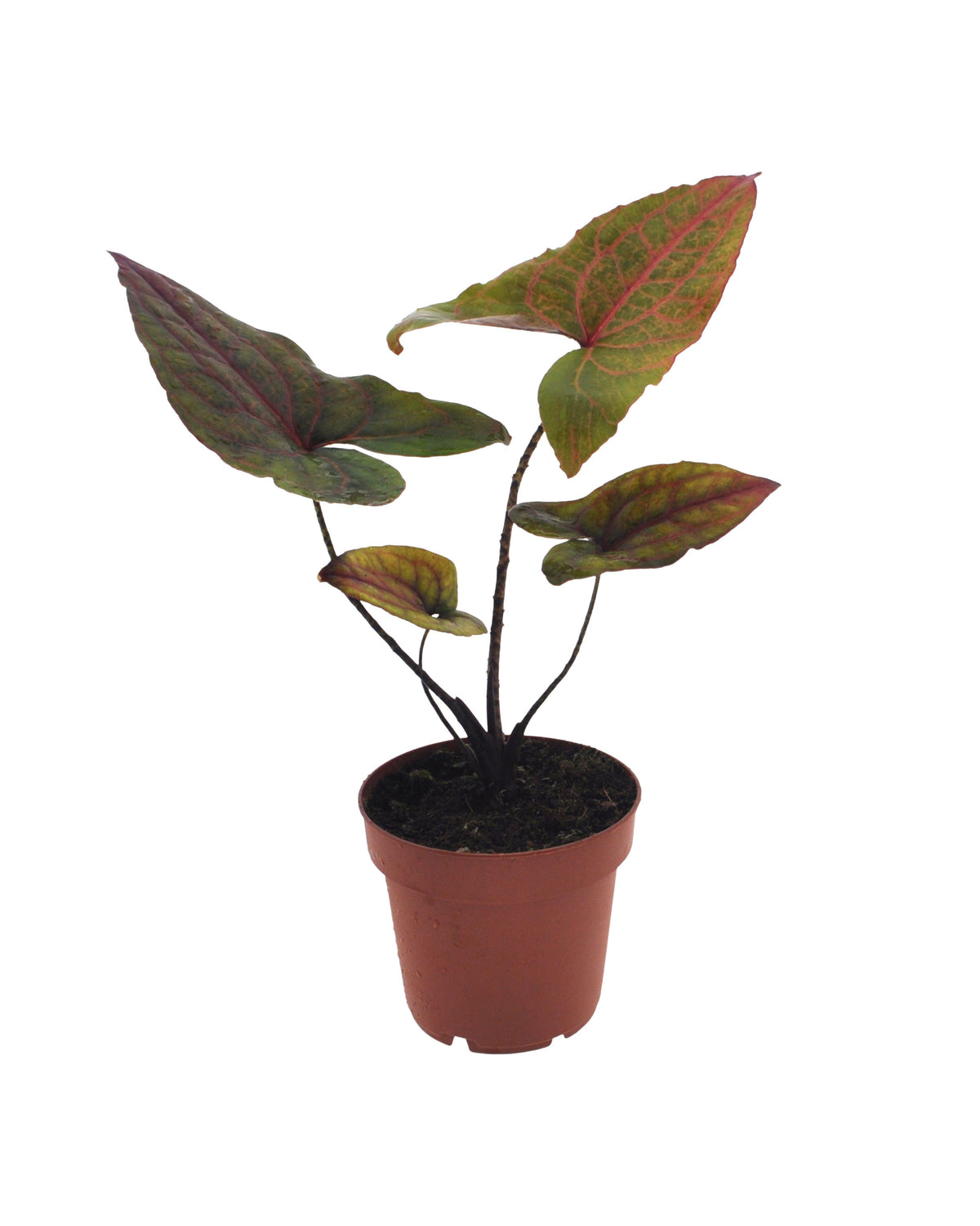 Alocasia Cyrtosperma Jhonstonii ‘Black Jack’ by Plant Circle -  Plant Circle.