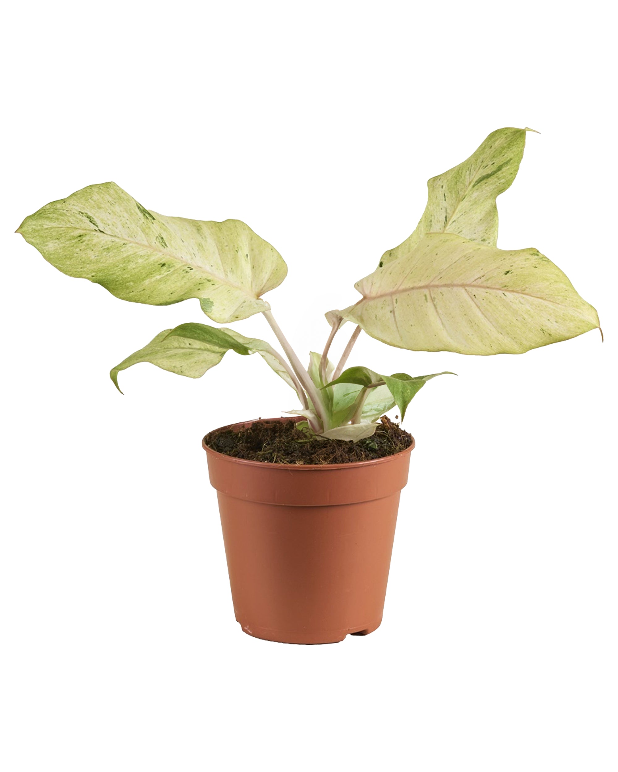 Philodendron Snowdrift