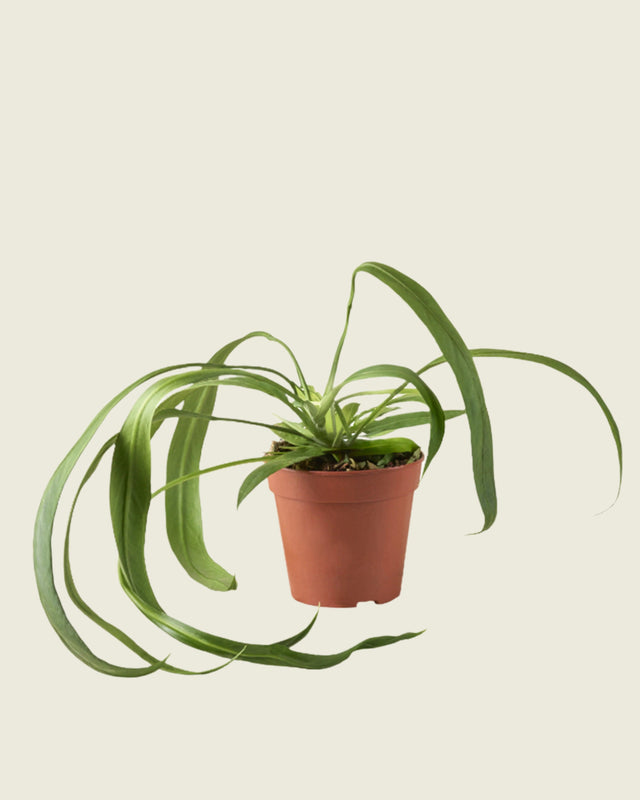 Anthurium Wendlingeri by Plant Circle -  Plant Circle.