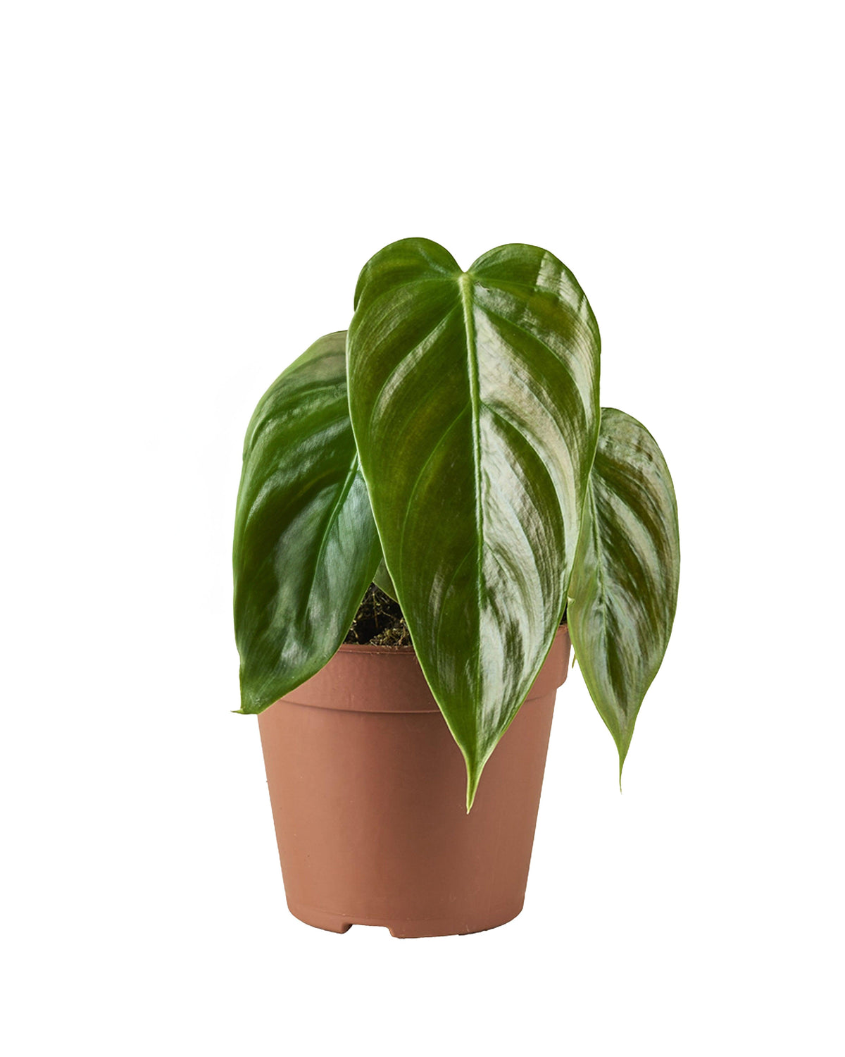 Philodendron Esmeraldense – Medium, Approx. 25.0cm height – 12.0cm Pot 2