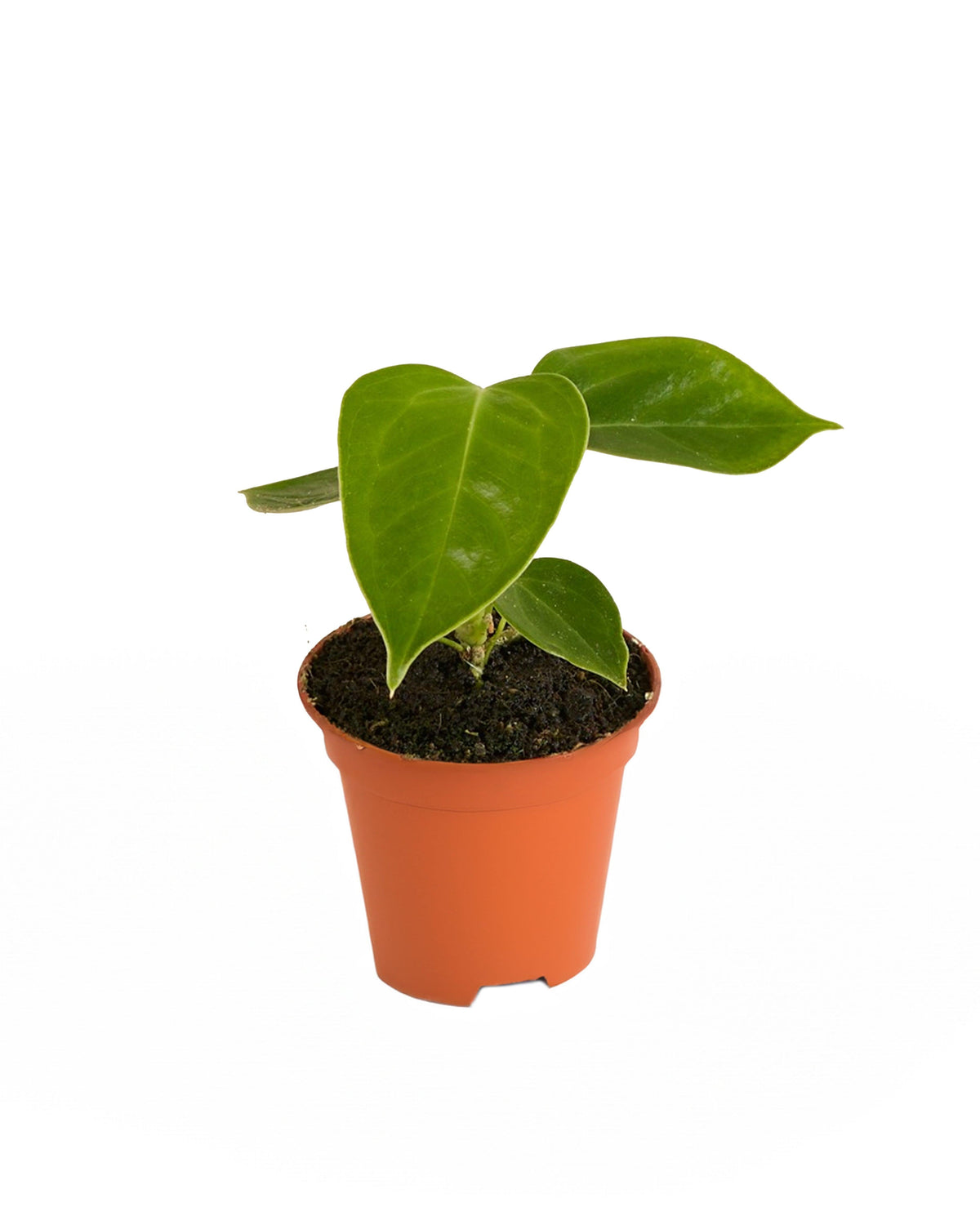 Anthurium Veitchii Baby – Baby, Approx. 15.0cm height – 6.0cm Pot 2