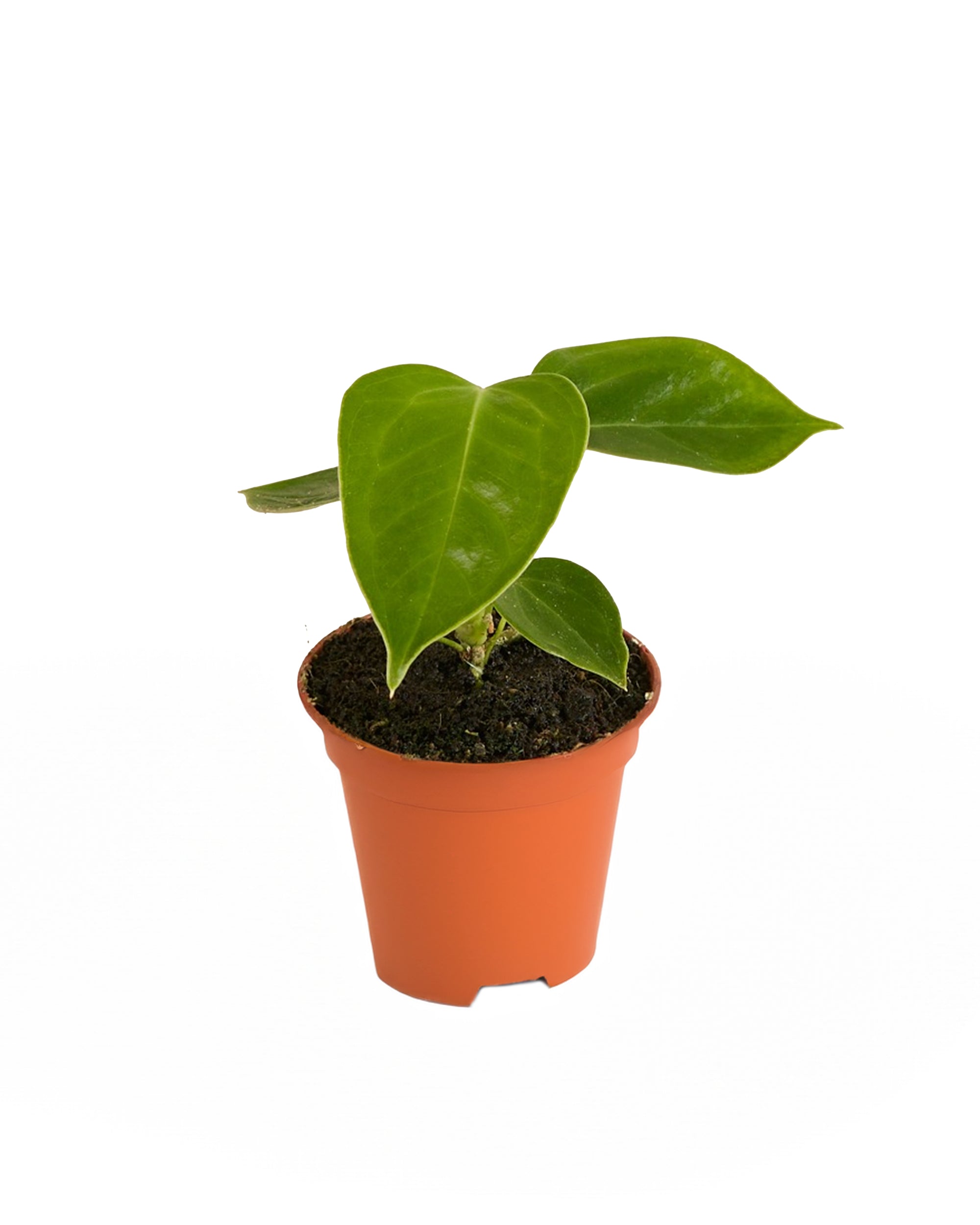 Anthurium Veitchii Baby