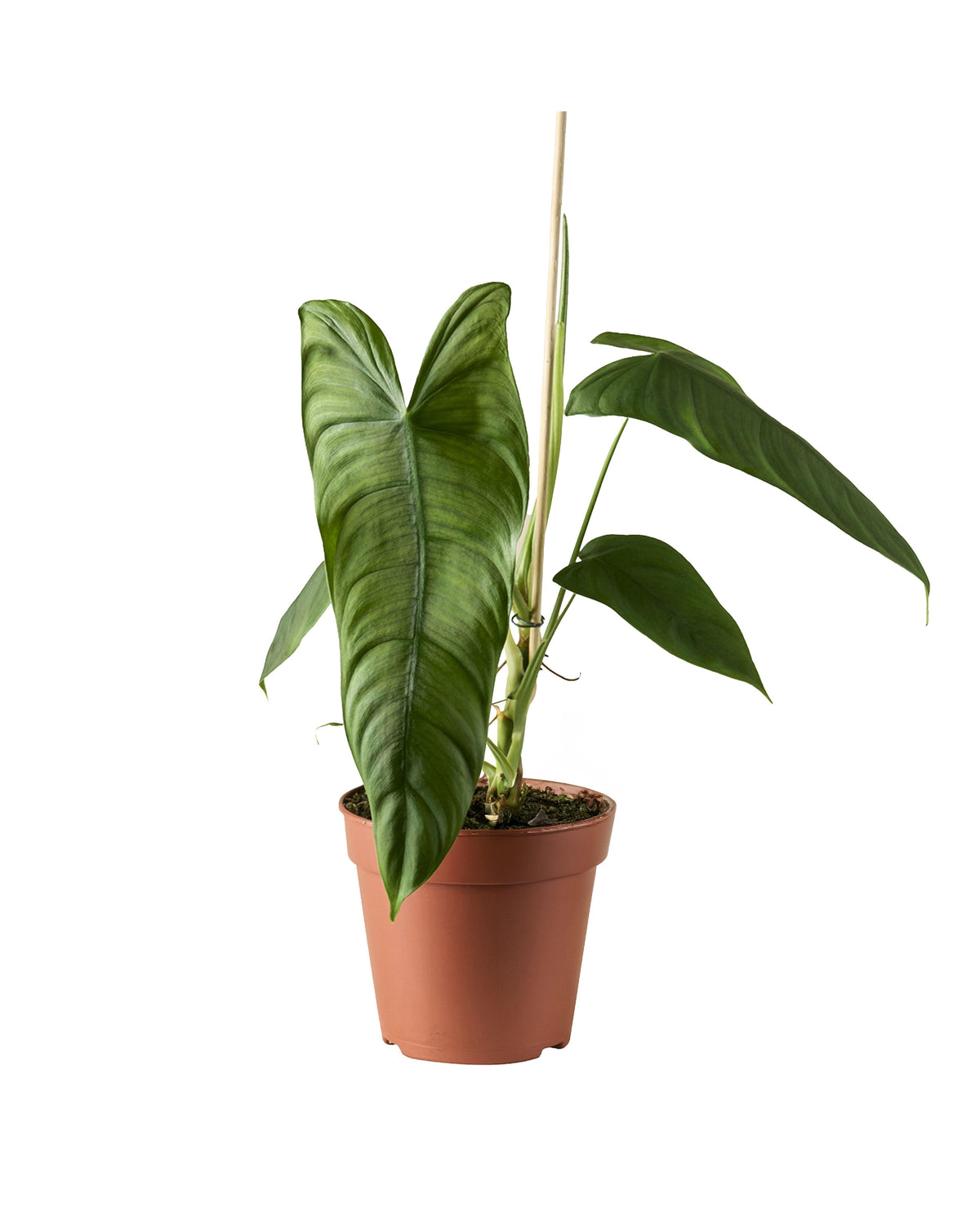 philodendron tenue vs sharoniae Philodendron Sharoniae