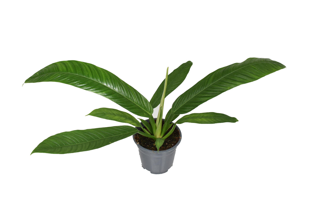 Philodendron Campii 'Lynette' L – Medium, Approx. 40.0cm height – 14.0cm Pot 4