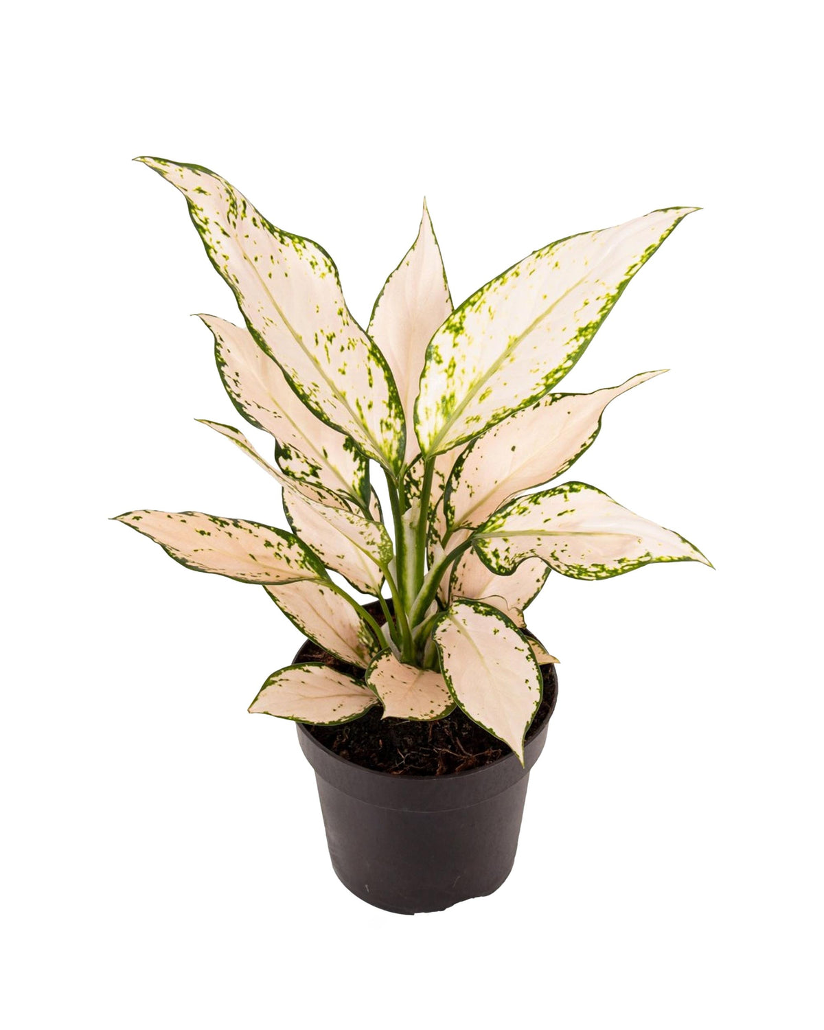 Beautiful Aglaonema 'Vanilla Creme' M. A perfect easy-care plant for your indoor collection.