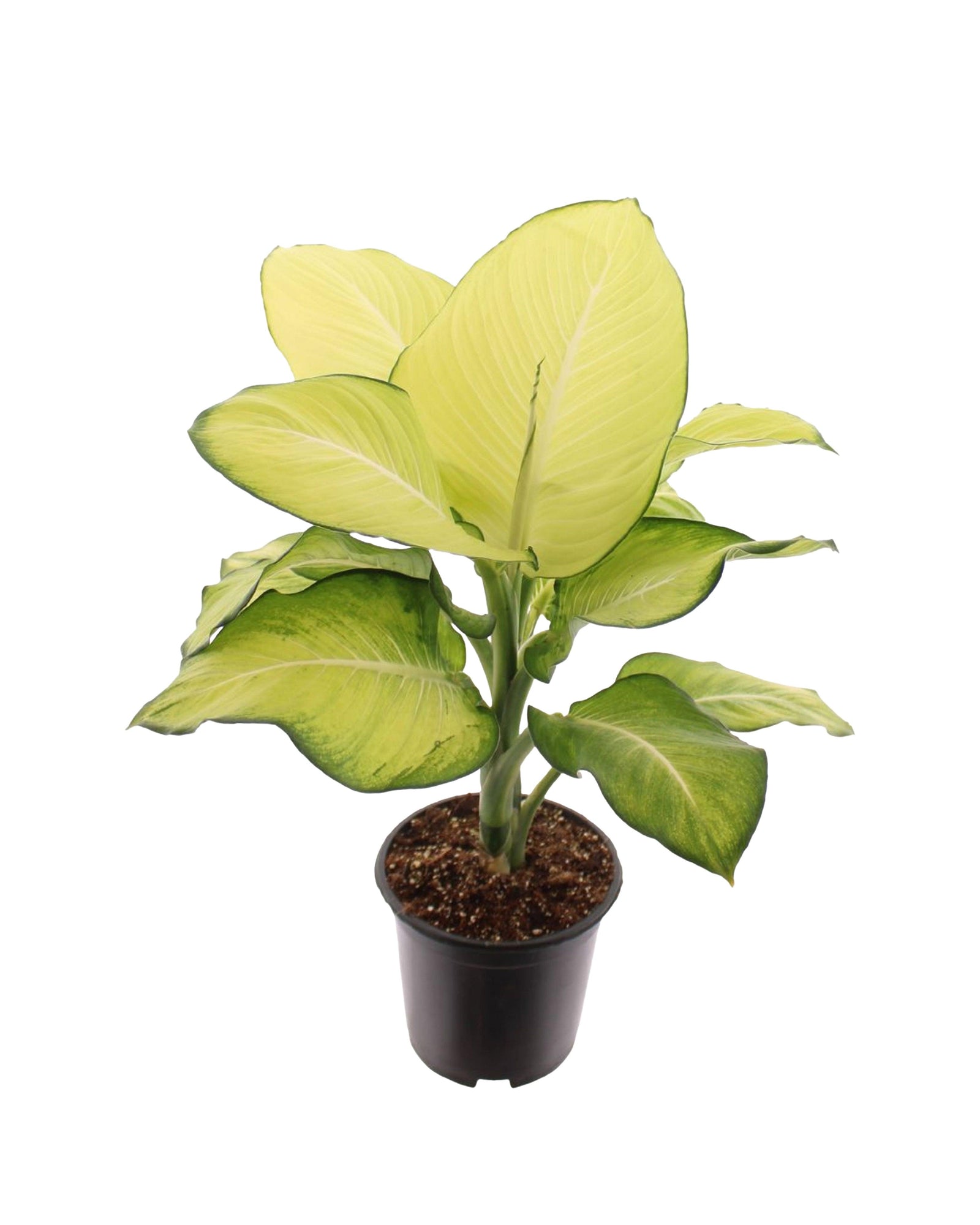 tropic marianne dieffenbachia plant Dieffenbachia Tropic Marianne