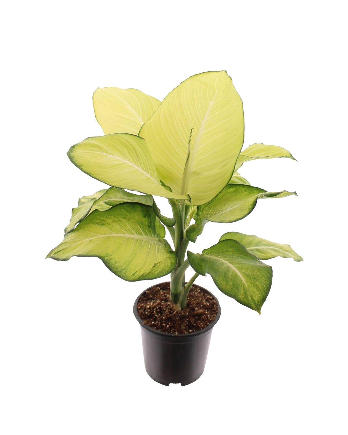 Dieffenbachia Seguine 'Tropic Marianne' – Large, Approx. 75.0cm height – 19.0cm Pot 4